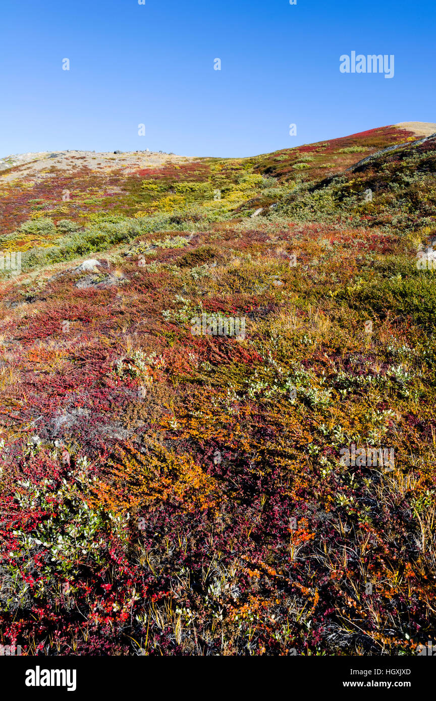 La tundra cambia in Autunno colori dopo la breve estate artica. Foto Stock