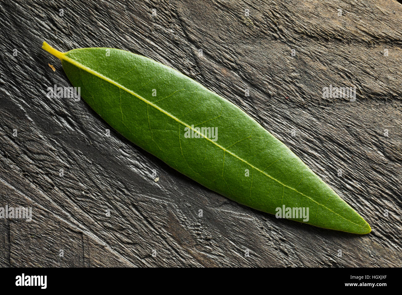 Fresche biologiche Baia Verde foglie in una ciotola Foto Stock