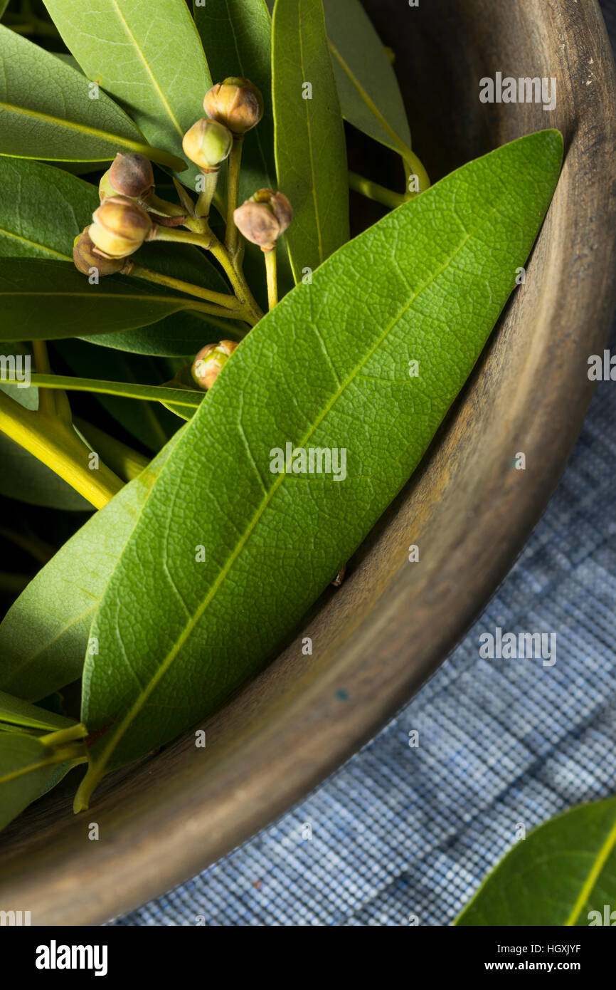 Fresche biologiche Baia Verde foglie in una ciotola Foto Stock