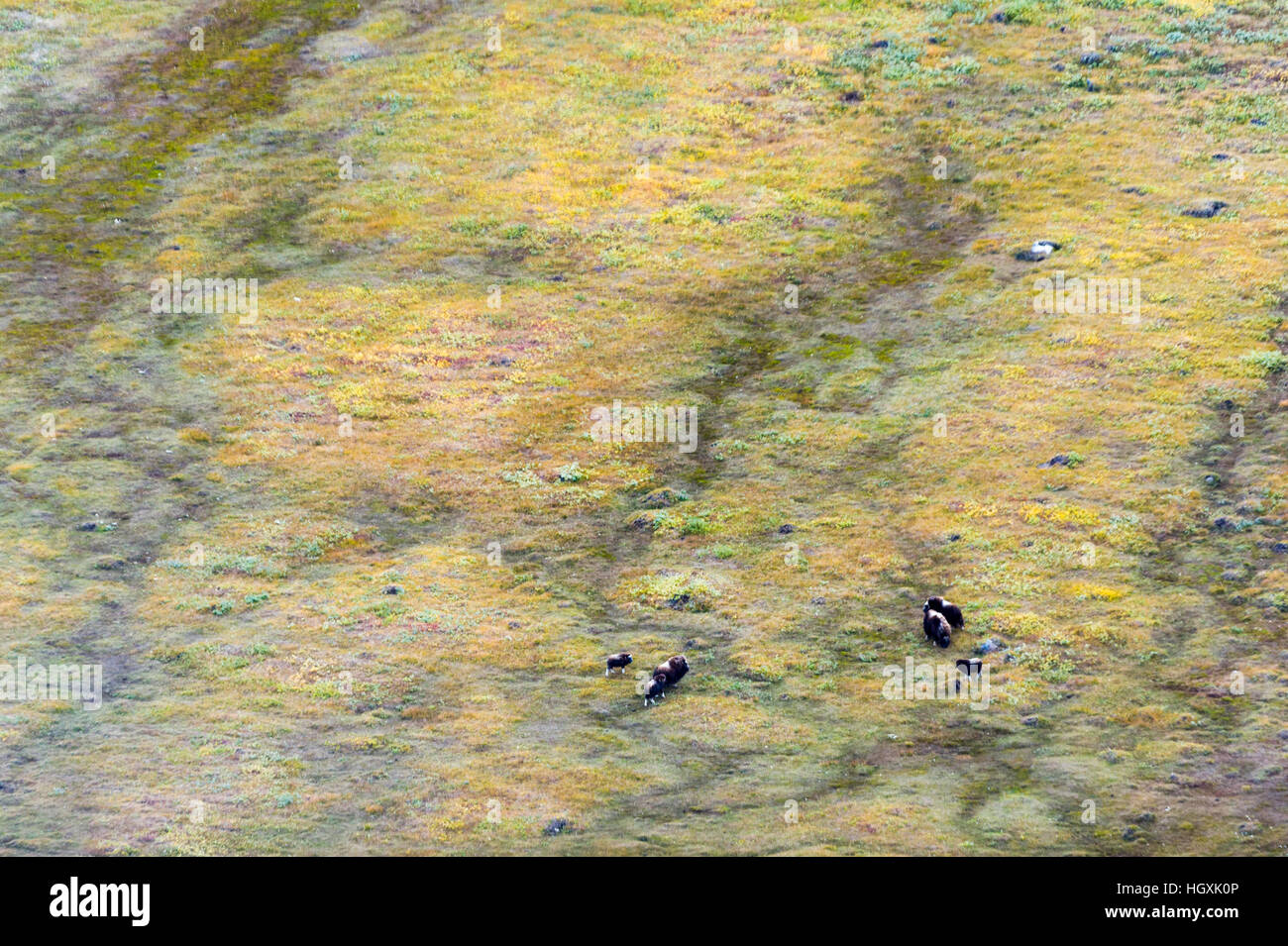 Un muschio Ox pascolo del bestiame su una vasta pianura tundra. Foto Stock