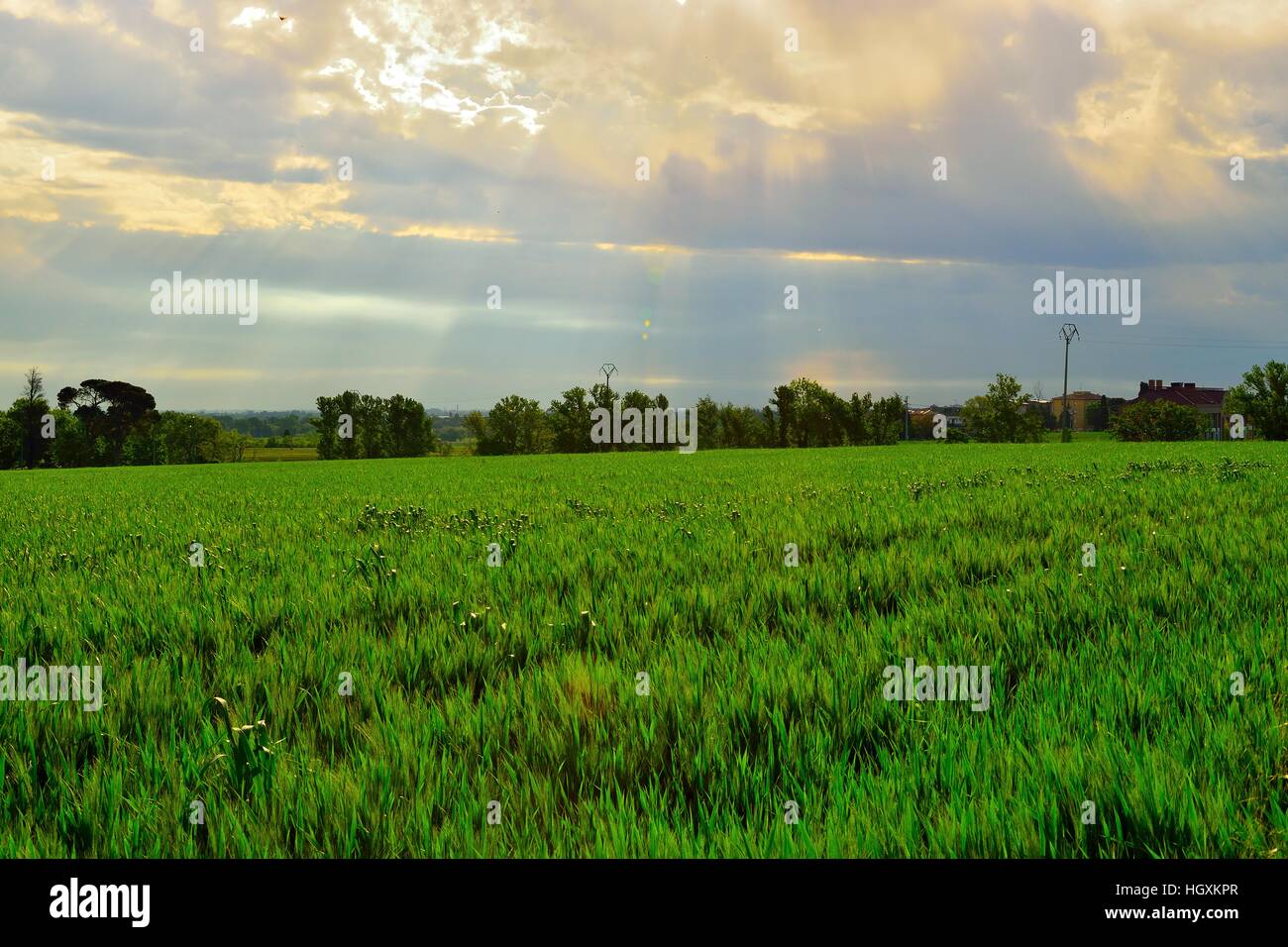 Paesaggio di campo di grano con le nuvole Foto Stock
