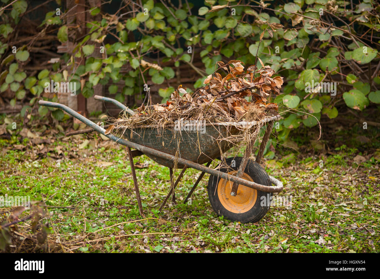 Vecchio arrugginito carriola in un giardino di autunno Foto Stock