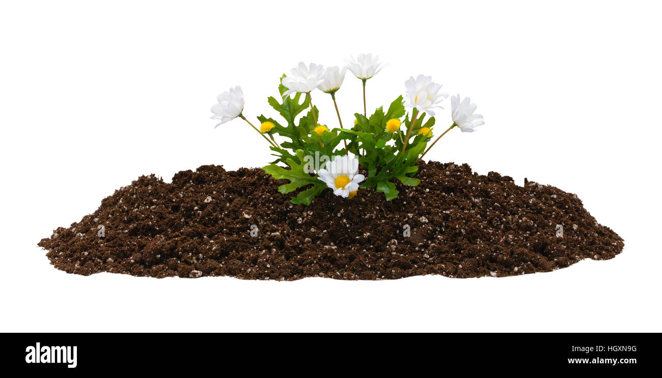 Piccolo mucchio di sporcizia con fiori finti isolati su sfondo bianco. Foto Stock