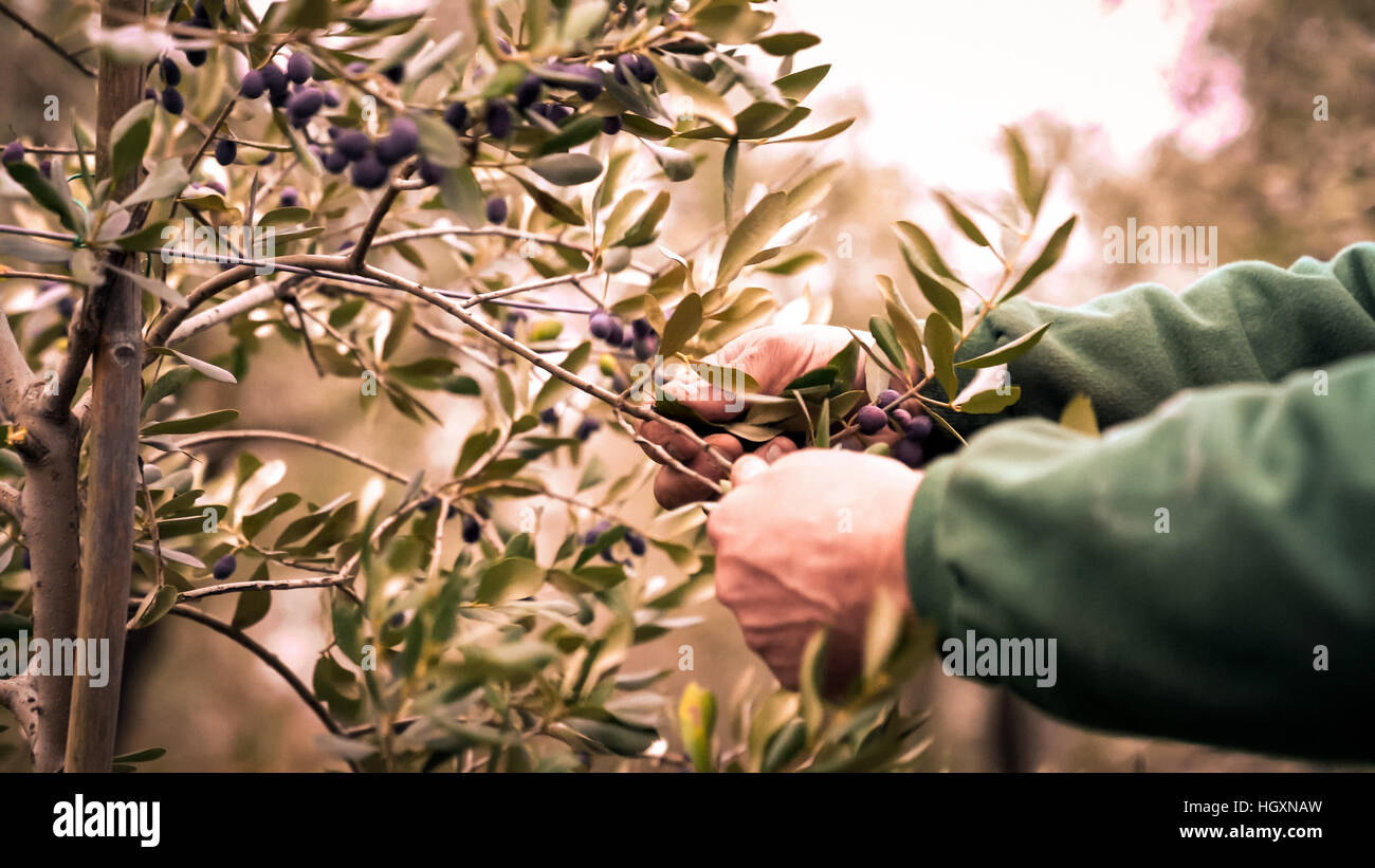 La raccolta manuale delle olive in un uliveto. Foto Stock