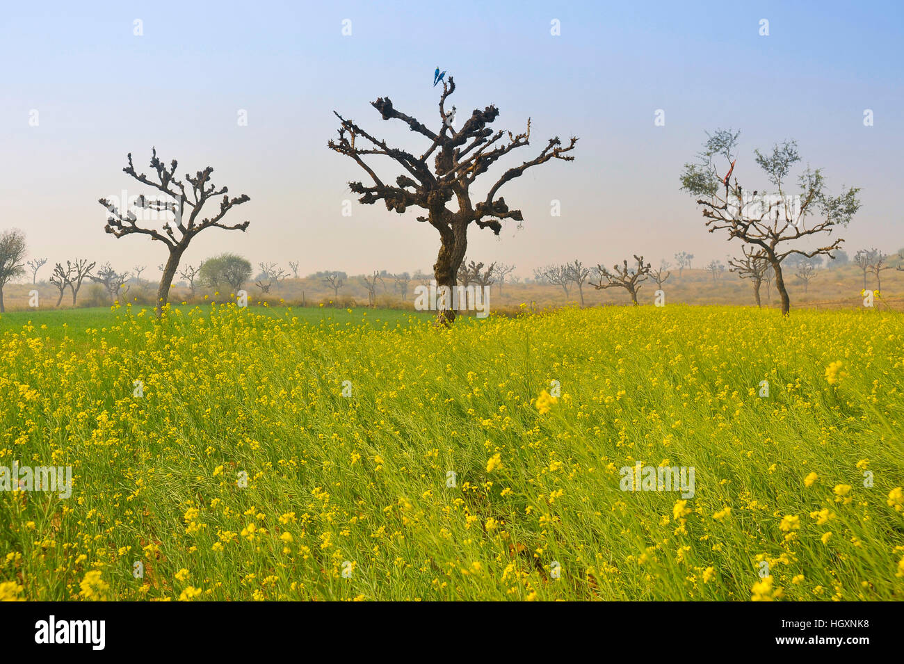 Campo di alberi di Khejri e senape che illustra tipici agricoltura rurale di Shekhawati nel nord del Rajasthan Foto Stock