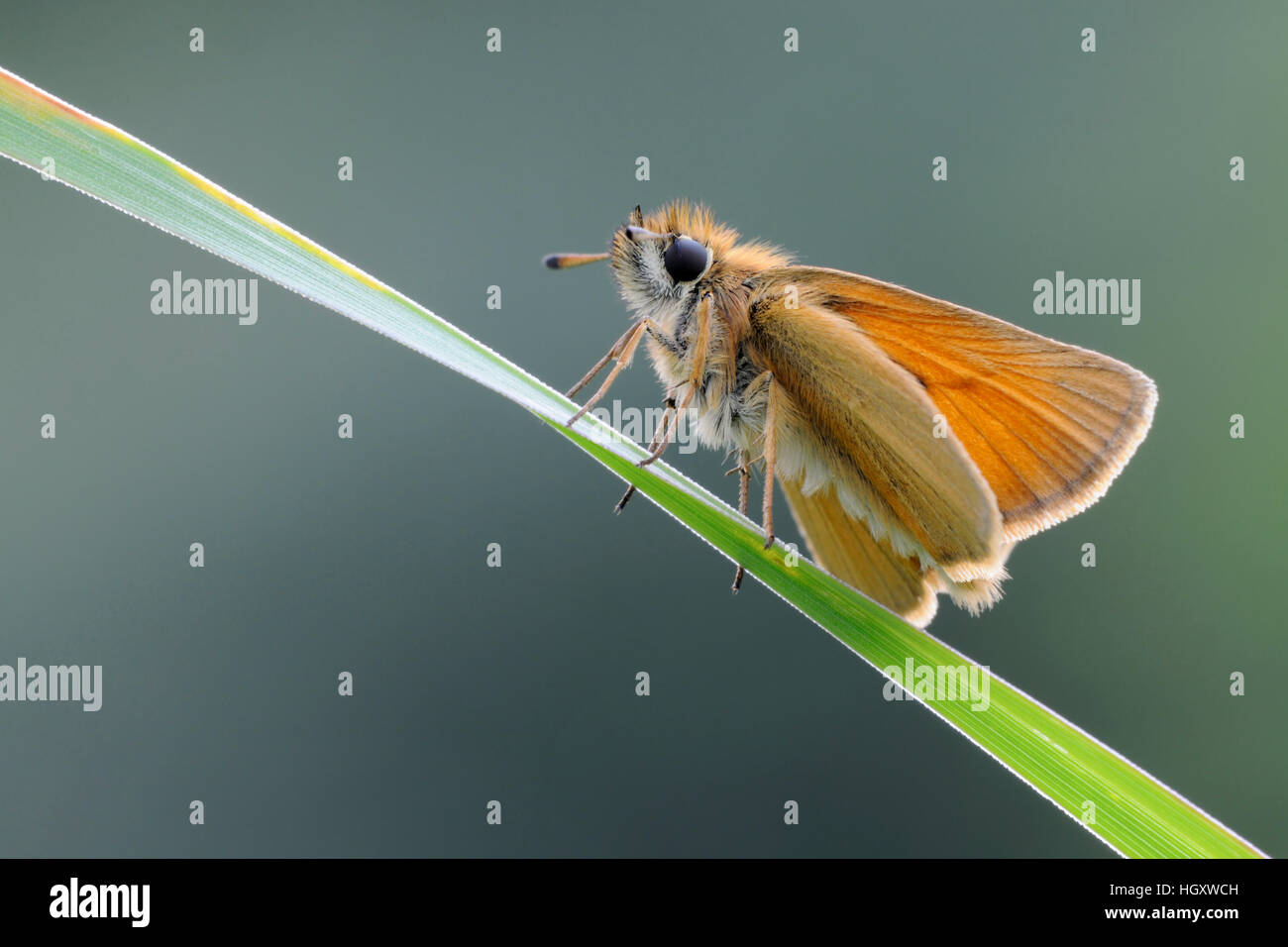 Essex Skipper ( Thymelicus lineola ) in appoggio su una paletta di erba, vista laterale dettagliata, a basso punto di vista. Foto Stock