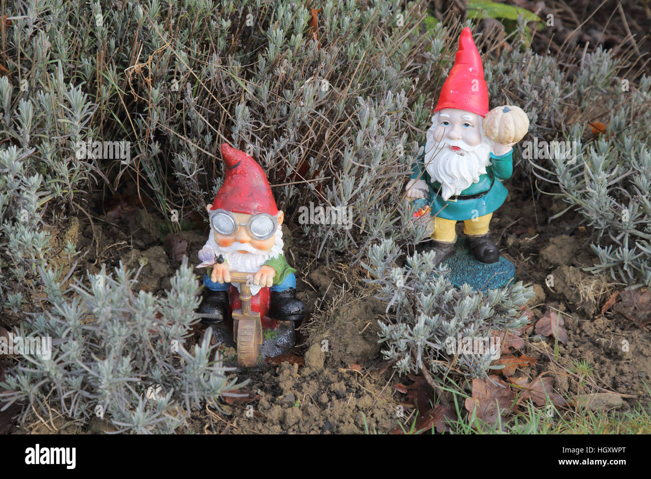 Giardino gnomi nascondere nei cespugli di lavanda in un giardino interno nel Sussex Foto Stock