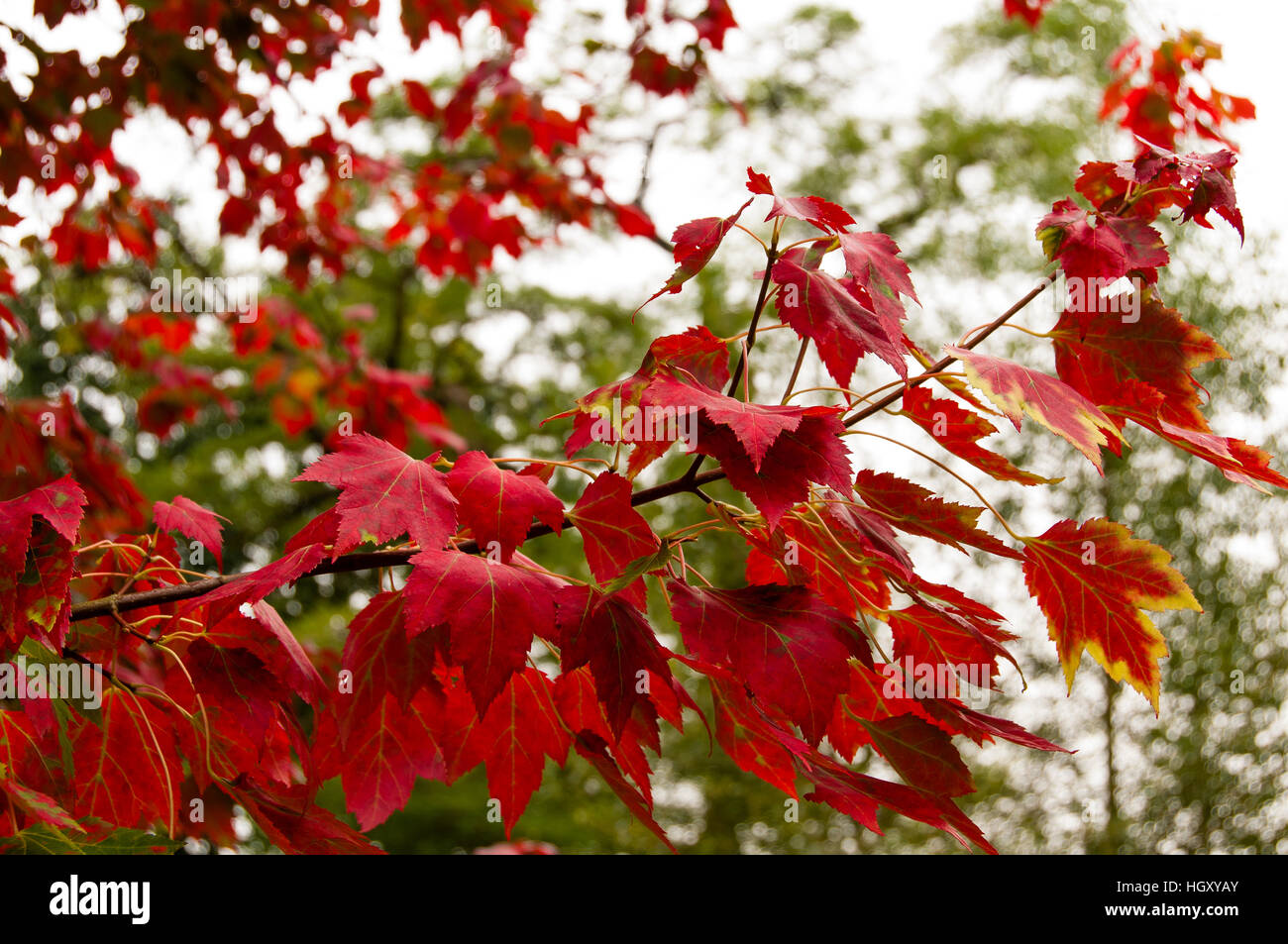 Rosso brillante Foglie di autunno del sicomoro Foto Stock