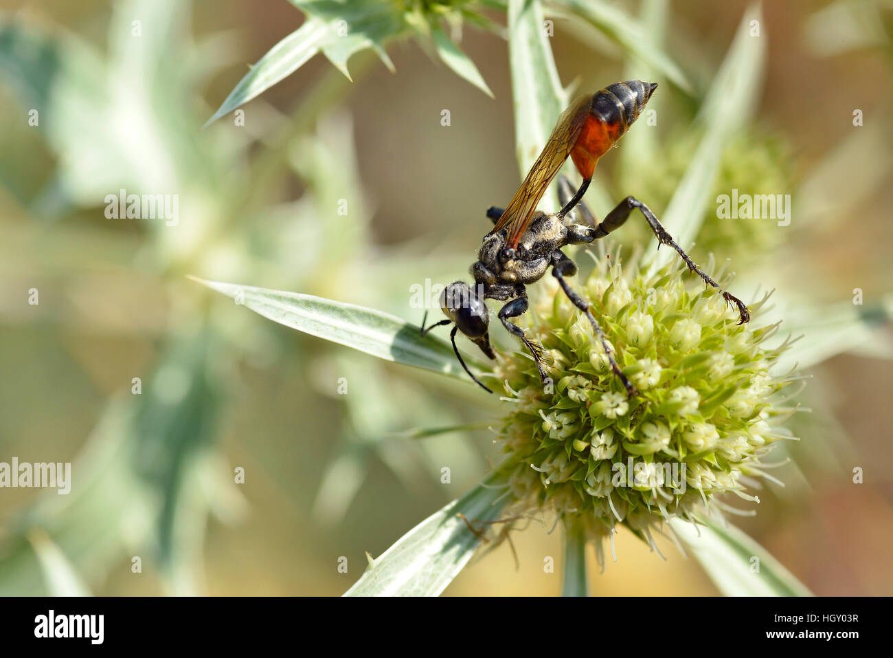 Macro-rosso sabbia nastrati wasp (Ammophila sabulosa) visto dal profilo su thistle Eryngium genere Foto Stock