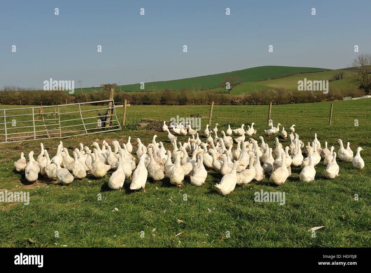 Ibridi commerciali recante duck gregge, Devon Foto Stock