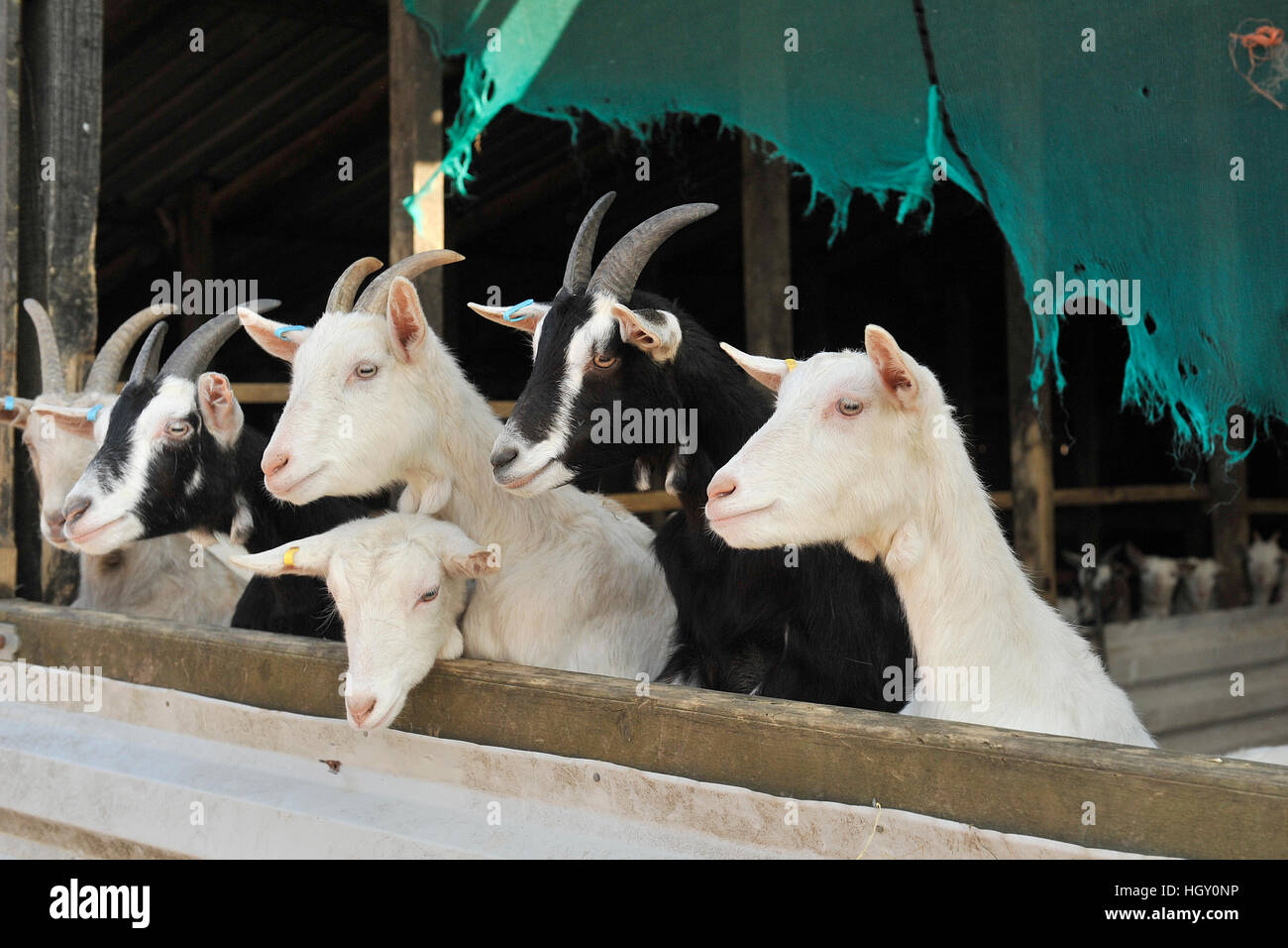 Mix di Saanen e toggenburg goatlings, maschio Foto Stock