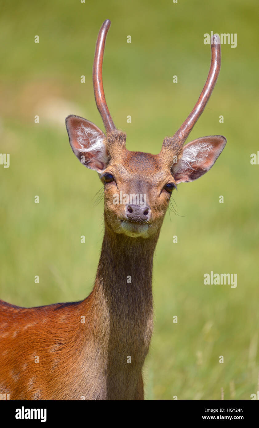 Testa maschile di sika vietnamita cervo (Cervus nippon pseudaxis) visto da davanti Foto Stock