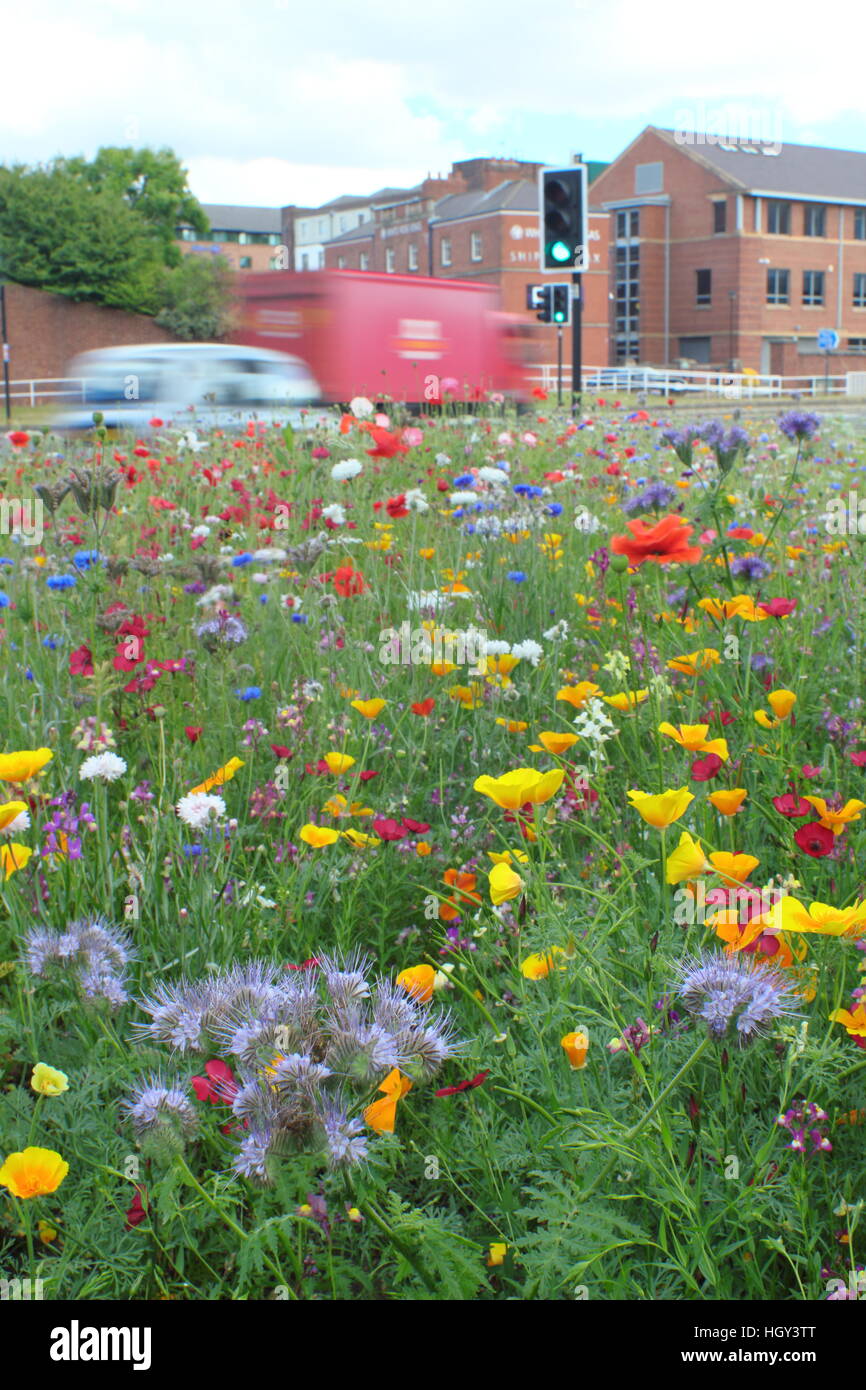 Urbano prato di fiori selvaggi su una rotatoria nel centro di Sheffield, una città nello Yorkshire, nell'Inghilterra del Nord Regno Unito - estate Foto Stock