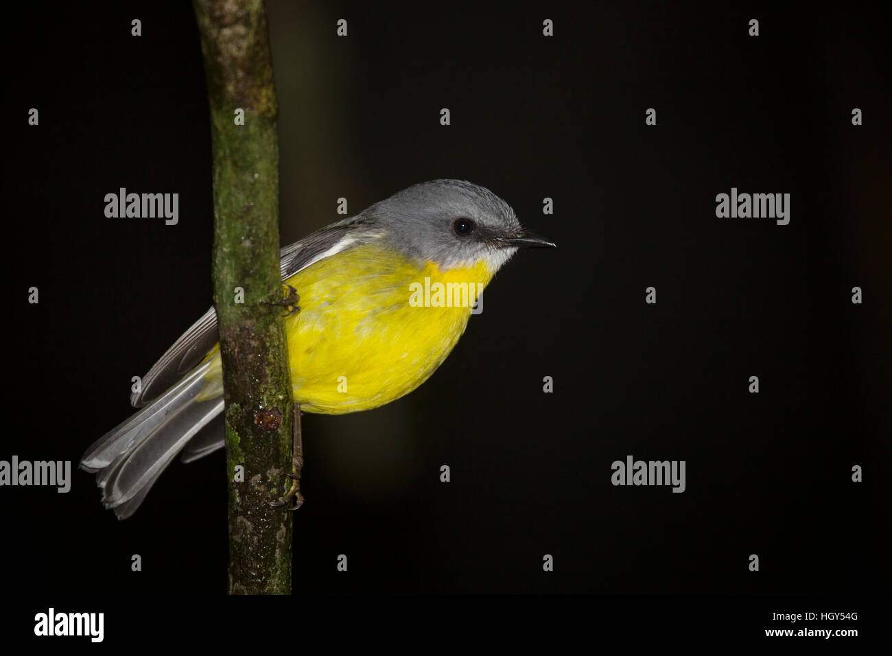 Giallo orientale Robin Eopsaltria australis Parco Nazionale Lamington Queensland, Australia BI031297 Foto Stock