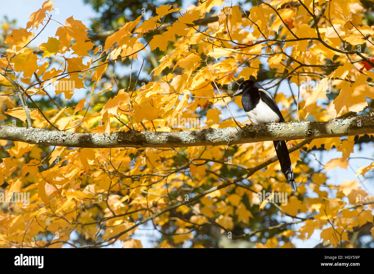 Pica pica. Gazza seduto in un Acer saccharum Albero in autunno. Regno Unito Foto Stock