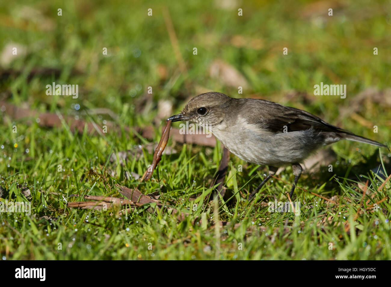 Fiamma Robin - femmina tirando lombrico da terra Petroica phoenicea Bruny Island Tasmania, Australia BI031327 Foto Stock