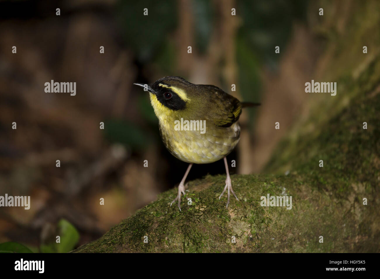 Giallo-throated Scrubwren Sericornis citreogularis Parco Nazionale Lamington Queensland, Australia BI031376 Foto Stock