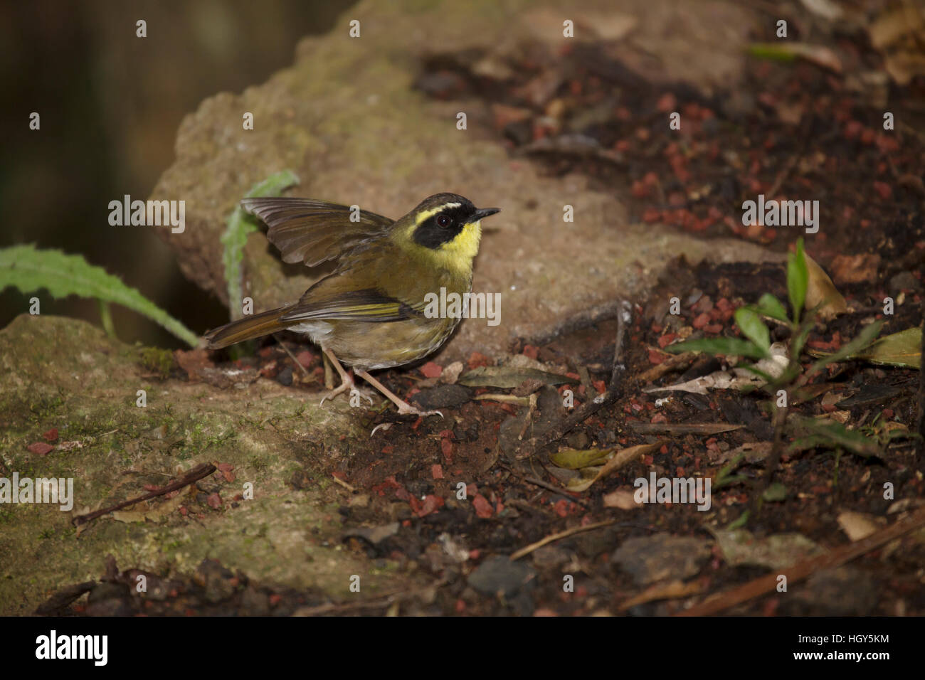 Giallo-throated Scrubwren Sericornis citreogularis Parco Nazionale Lamington Queensland, Australia BI031378 Foto Stock