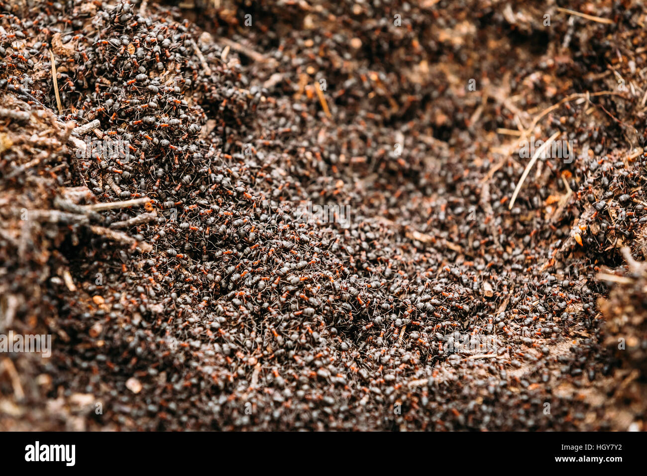 Foresta Rossa (formiche formica rufa) nel formicaio foto macro, grande formicaio vicino, formiche in movimento in formicaio. Sfondo rosso della colonia di formiche Foto Stock