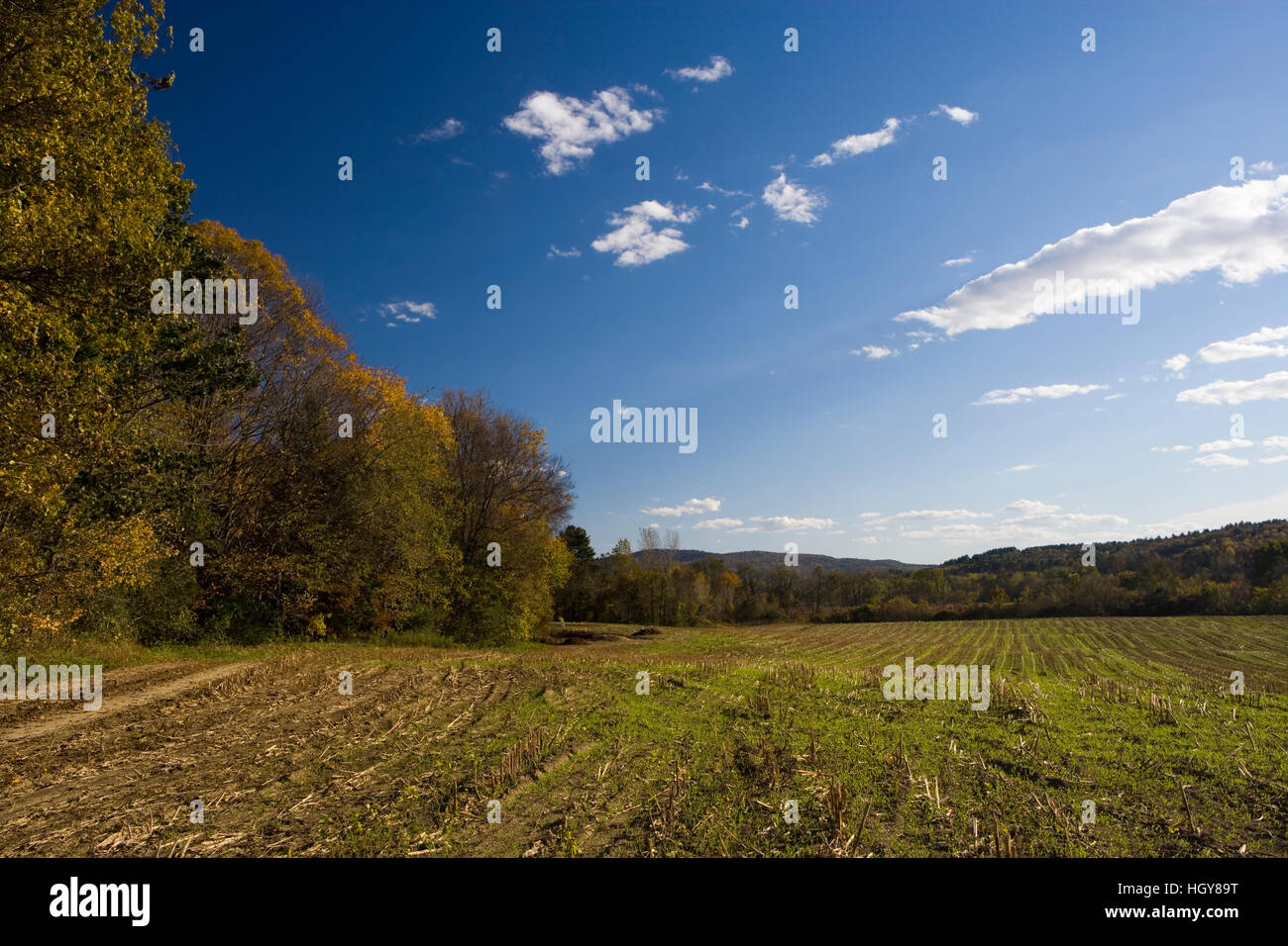 Un raccolto sul campo di mais al Sawyer Farm in Walpole, Connecticut. Foto Stock