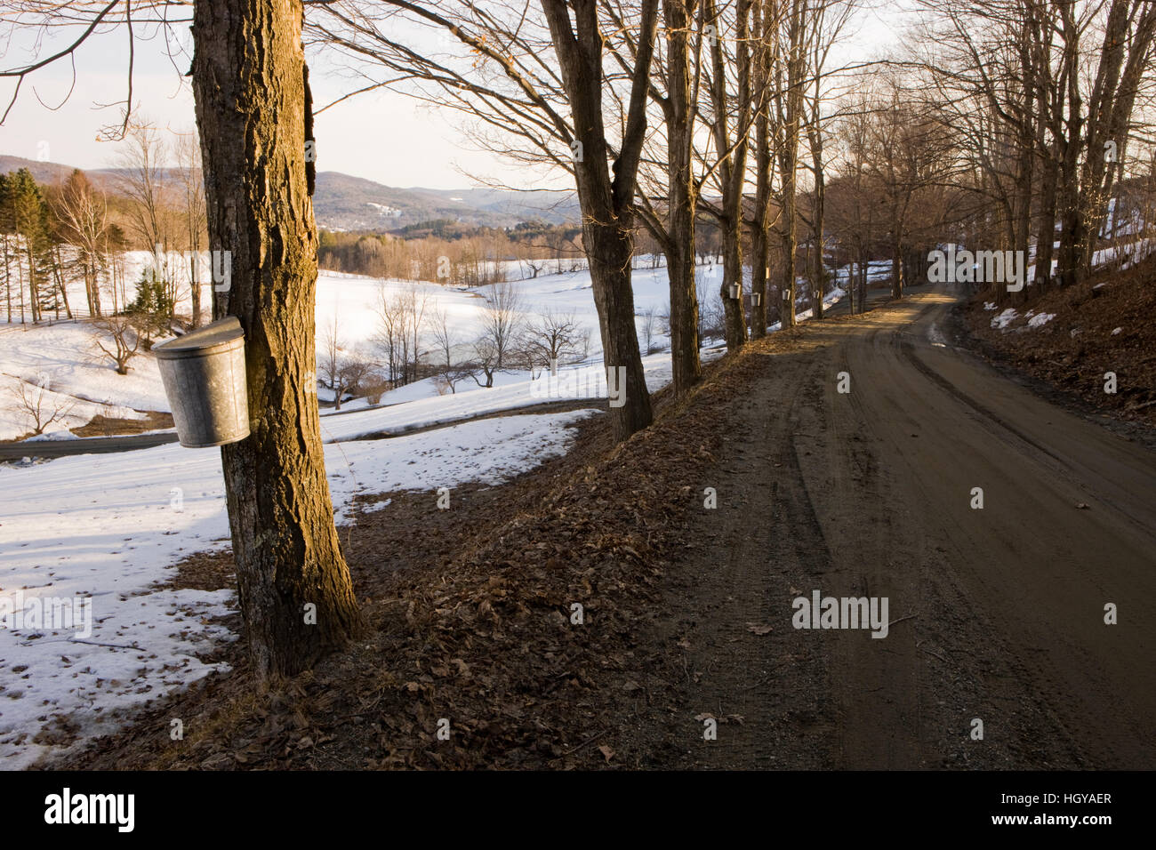 Bucket di sap su alberi di acero su una strada sterrata in Pomfret, Vermont. Foto Stock