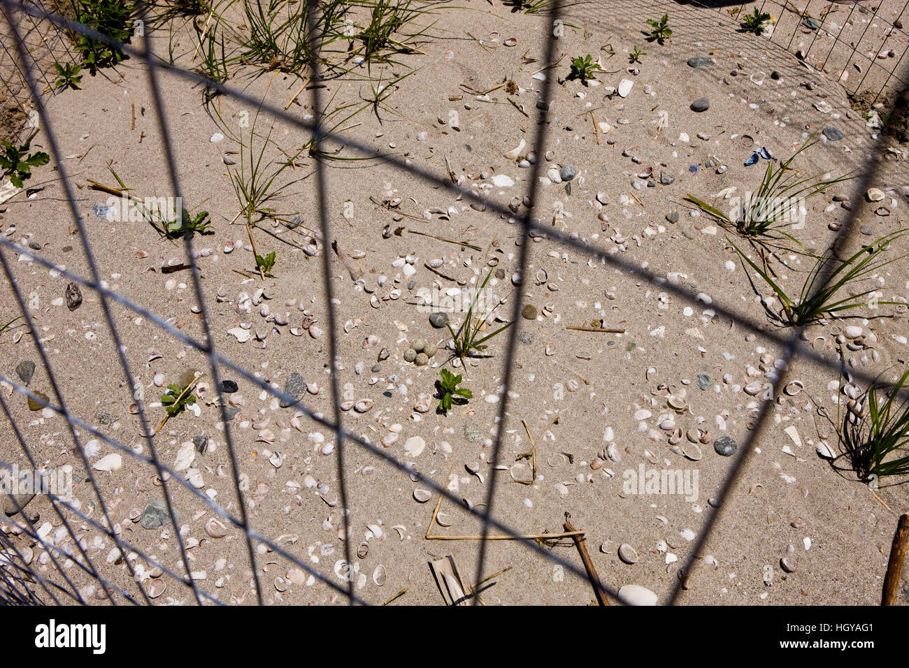 Piping plover nido, Charadrius melodus, come visto attraverso il filo di un exclosure, sulla lunga spiaggia a Stratford, Connecticut. Adiacente al grande Meado Foto Stock