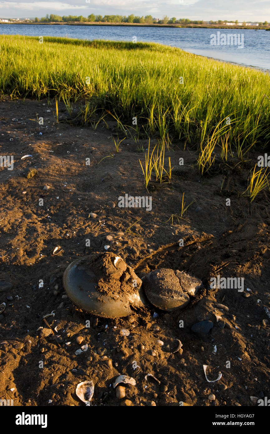 Accoppiamento di granchi a ferro di cavallo, Limulus polyphemus, con la bassa marea sulla Palude Salata lato della lunga spiaggia di Stratford, Connecticut. Questo corpo di acqua è noto come Foto Stock