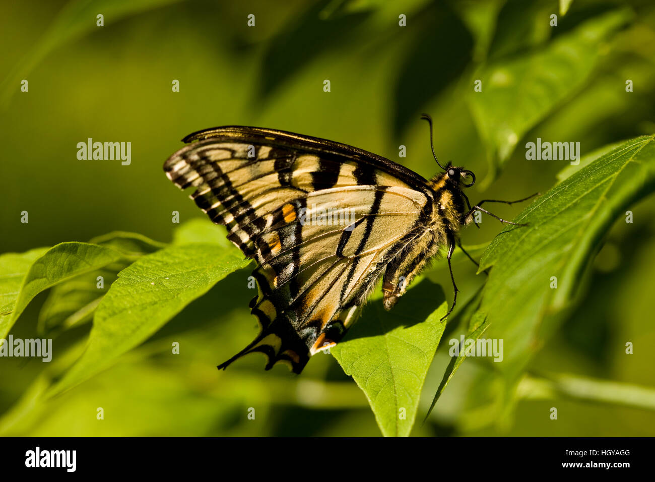 Una tigre orientale a coda di rondine, butterfly Papilio glaucus, in pascolo Sabins, Montpelier, Vermont. Foto Stock