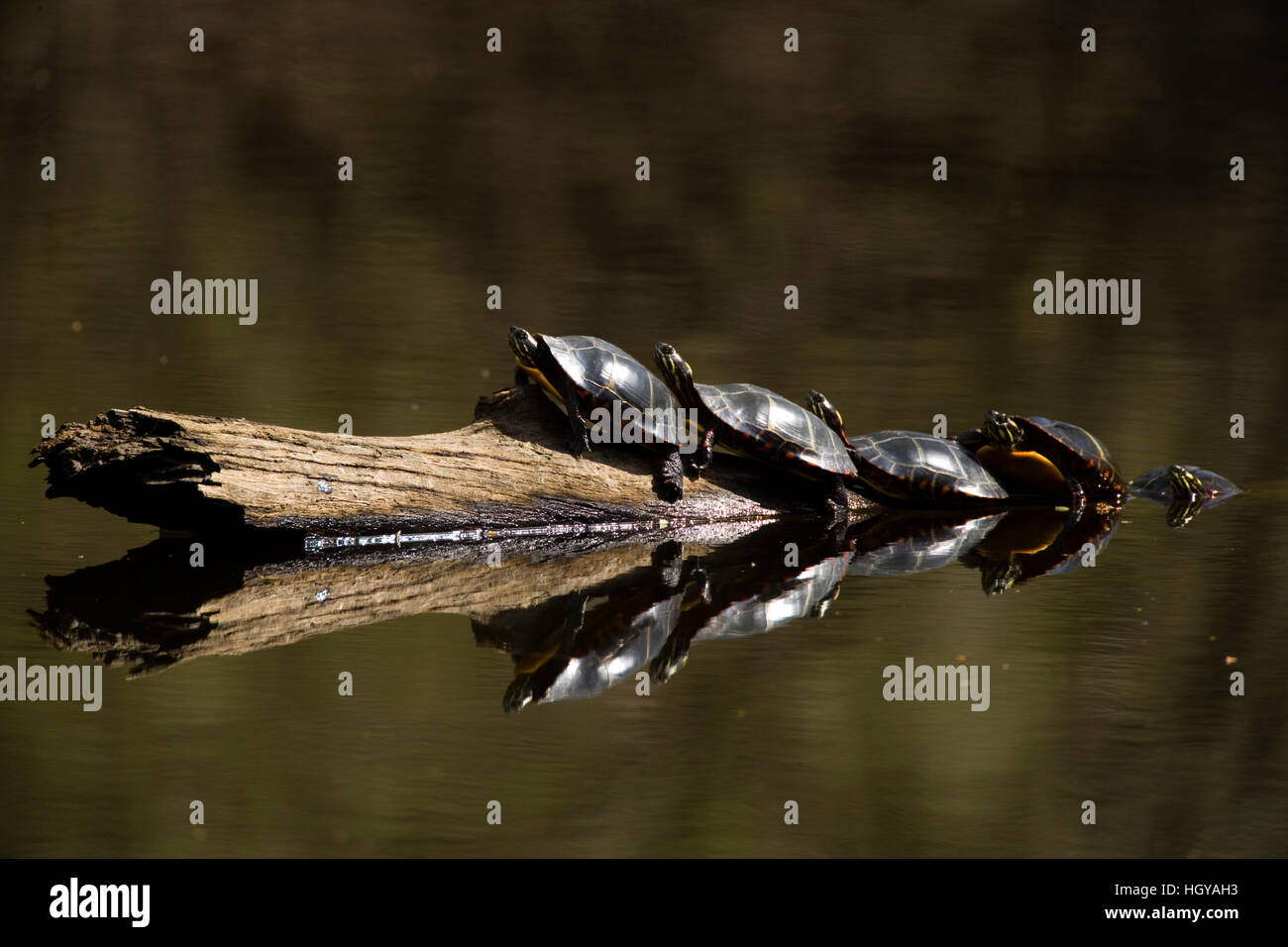 Dipinti orientali tartarughe, Chrysemys picta picta, su un log in Farmington nel fiume Tariffville, Connecticut. Foto Stock