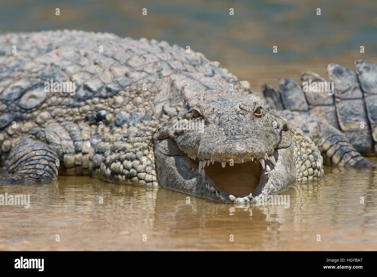 Coccodrillo del Nilo (Crocodylus niloticus) Foto Stock