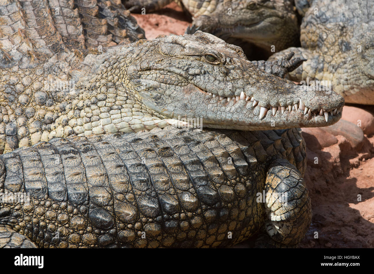Coccodrillo del Nilo (Crocodylus niloticus) Foto Stock
