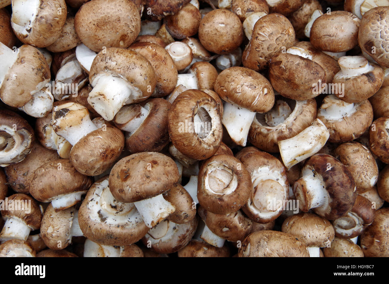 Fattoria fresco funghi champignon visualizzati per mercato Foto Stock