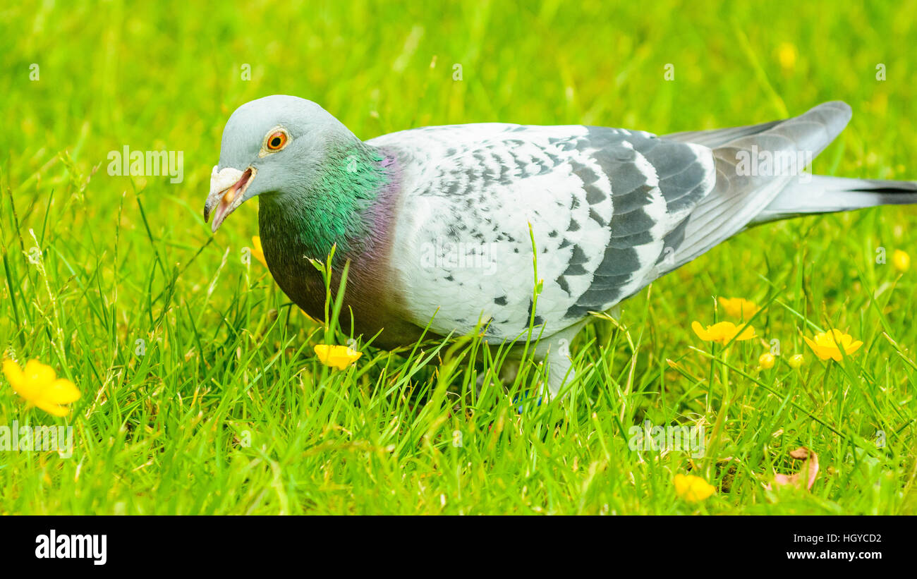 Racing pigeon in appoggio sul prato Foto Stock