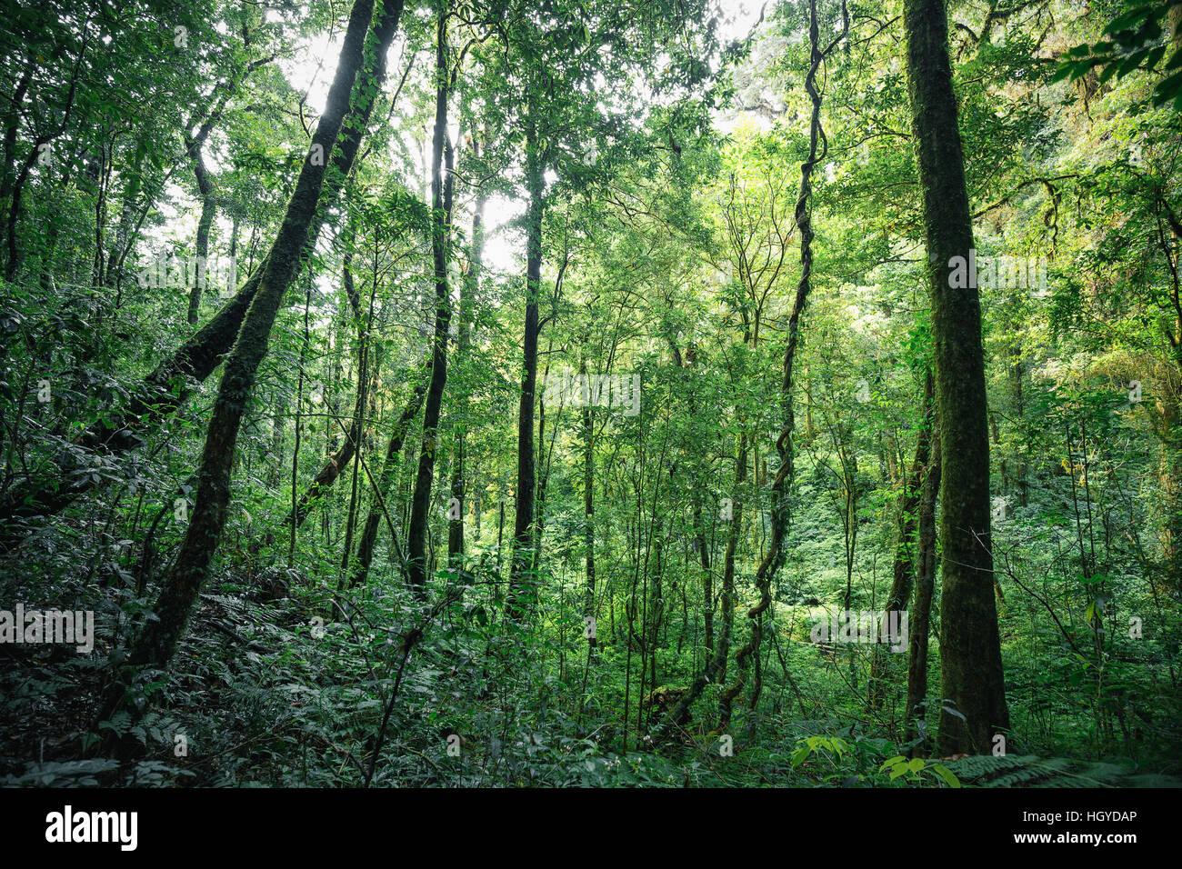 Verdi alberi all'interno tropicali Foreste sempreverdi della Thailandia. Foto Stock