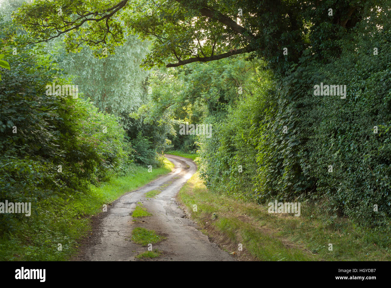 Una stretta e tortuosa strada di campagna incorniciata da un sicomoro e siepi alte in una serata estiva nel Northamptonshire, Inghilterra Foto Stock