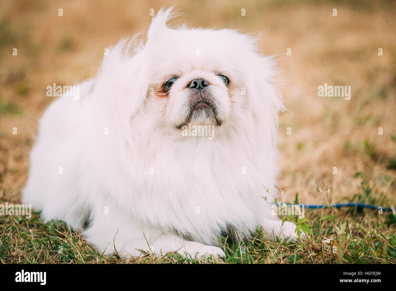 Bianco giovane Pekinese Pekingese cercando fino all'aperto. Il Pekingese è un'antica razza di cane giocattolo originari della Cina. Foto Stock