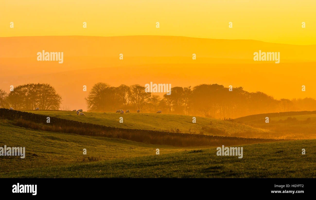 Misty evening guardando verso la Bowland Fells dal di sopra Roeburndale Lancashire Foto Stock