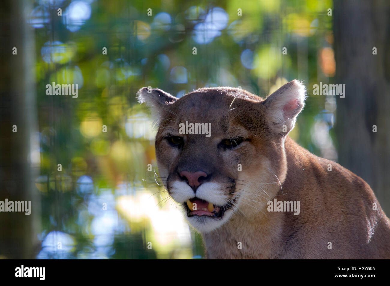 Un cougar allo zoo Foto Stock