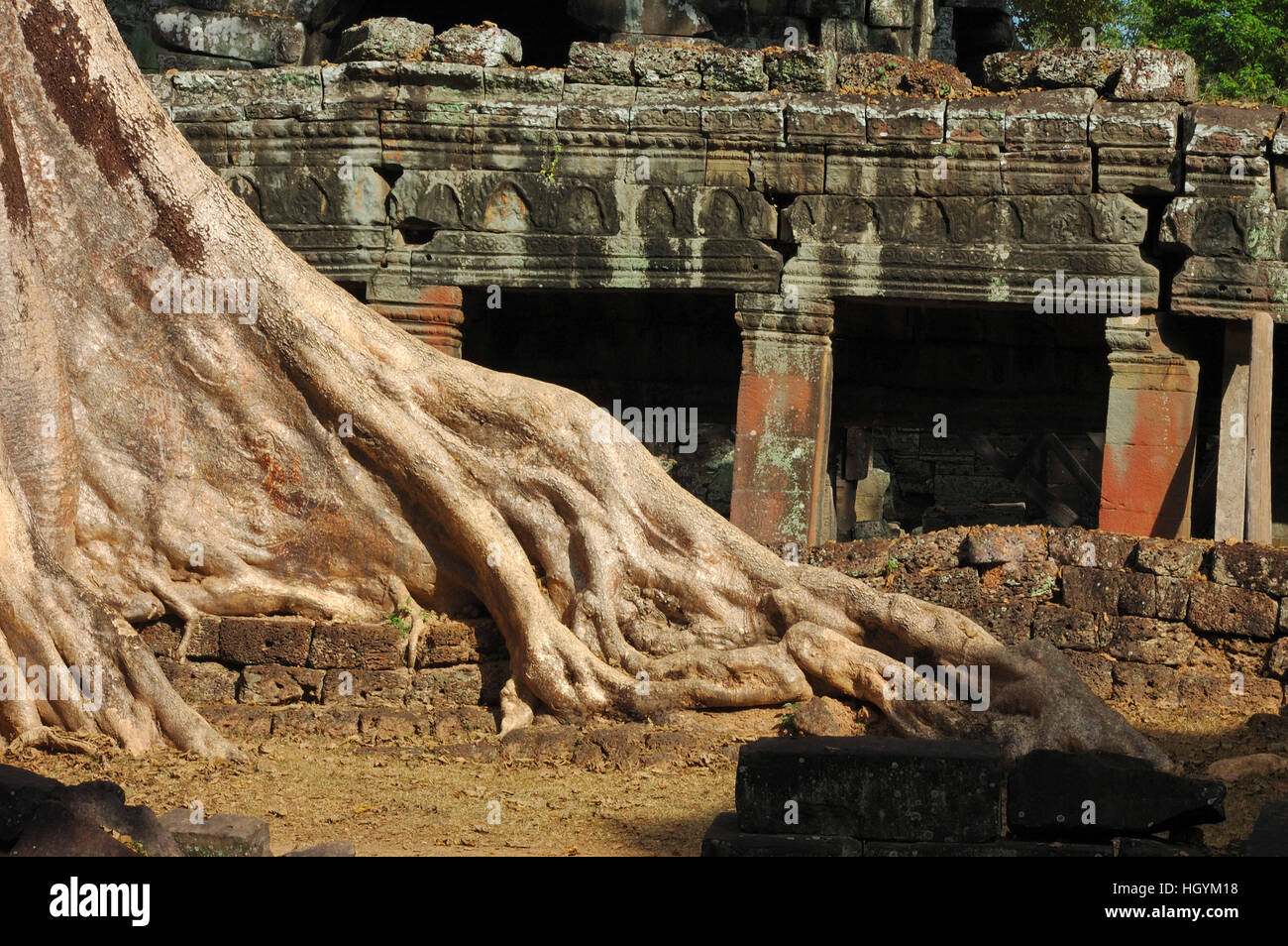 Enormi radici crescono sulle rovine di Banteay Kdei tempio di Angkor Wat, Cambogia Foto Stock