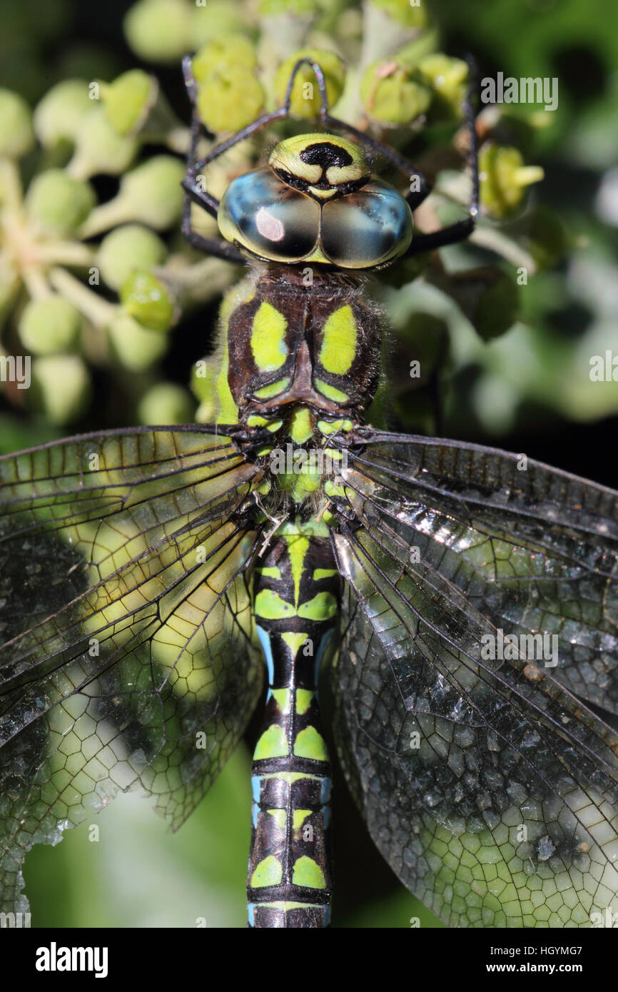 Un close-up di un maschio Hawker Meridionale (Aeshna cyanea), arroccato su di un impianto Foto Stock