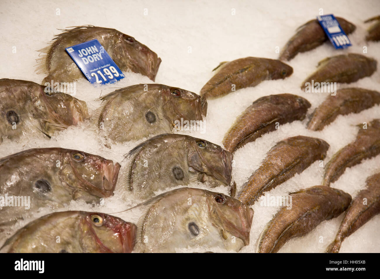 John Dory pesci Pesci in vendita in un australiano pescivendolo Foto Stock