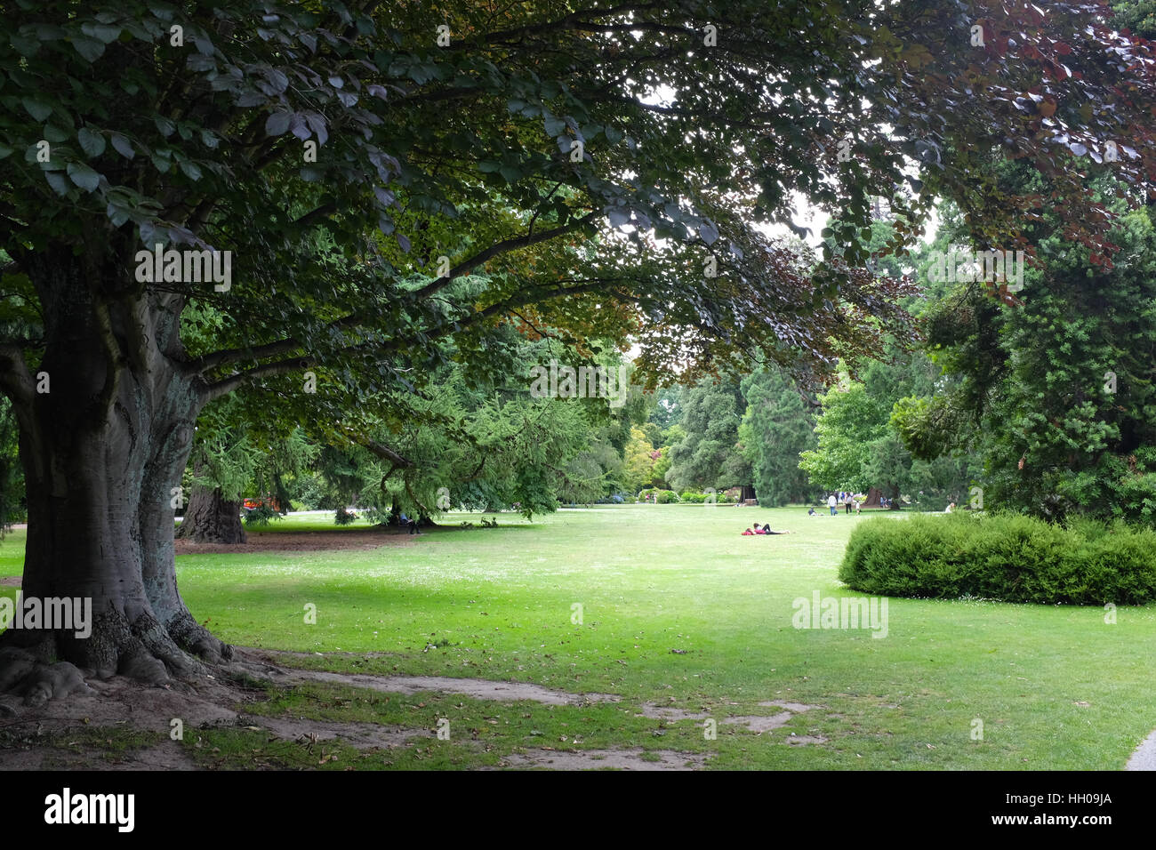 Hagley Park a Christchurch, Nuova Zelanda. Foto Stock