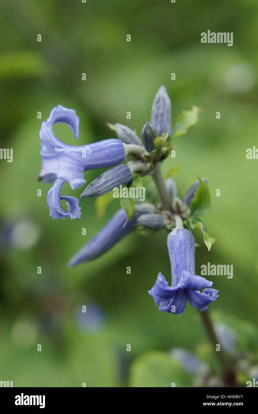 Clematis heracleifolia 'Côte D'azur" Foto Stock