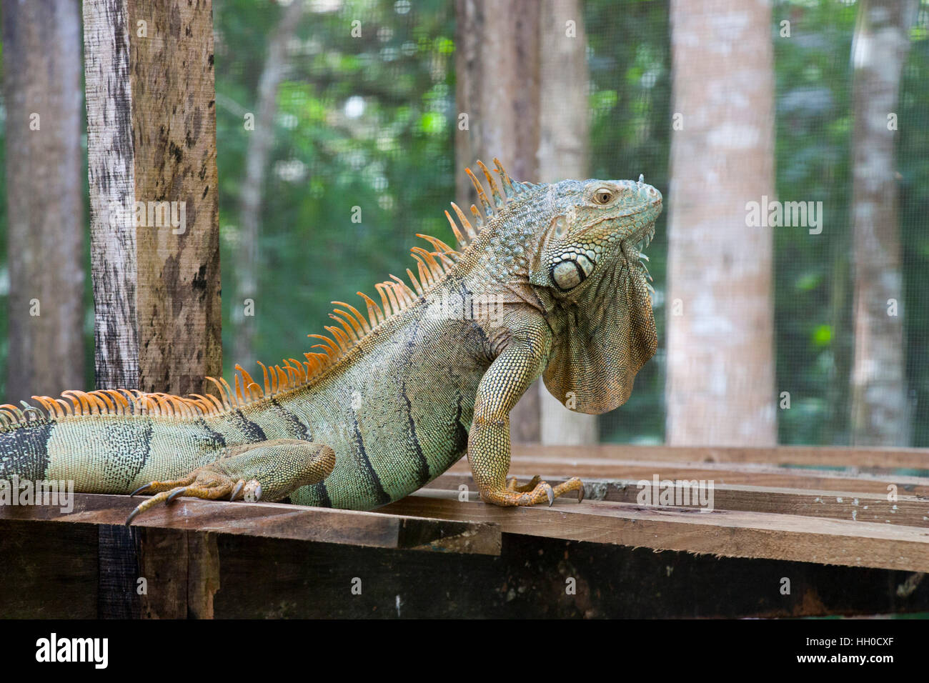Verde, Iguana iguana verde progetto di conservazione, San Ignacio, il Belize Foto Stock