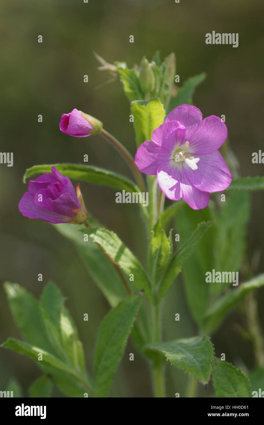 Epilobium hirsutum Foto Stock