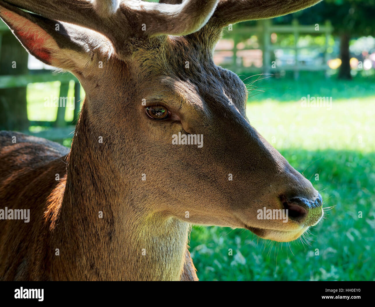 Close up ritratto immagine della testa e del collo di un avviso, tesa, cervi stag in piedi in ombra su una luminosa giornata d'estate. Foto Stock