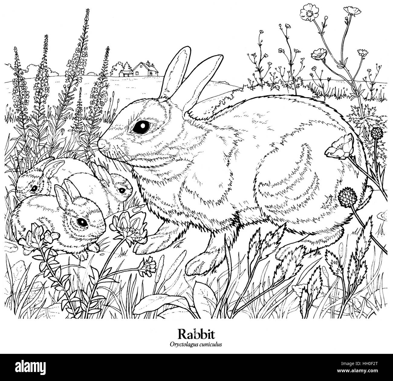 Coniglio oryctolagus cuniculus. Nero su bianco disegno della linea. Foto Stock Coniglio oryctolagus cuniculus. Nero su bianco disegno della linea. Foto Stock