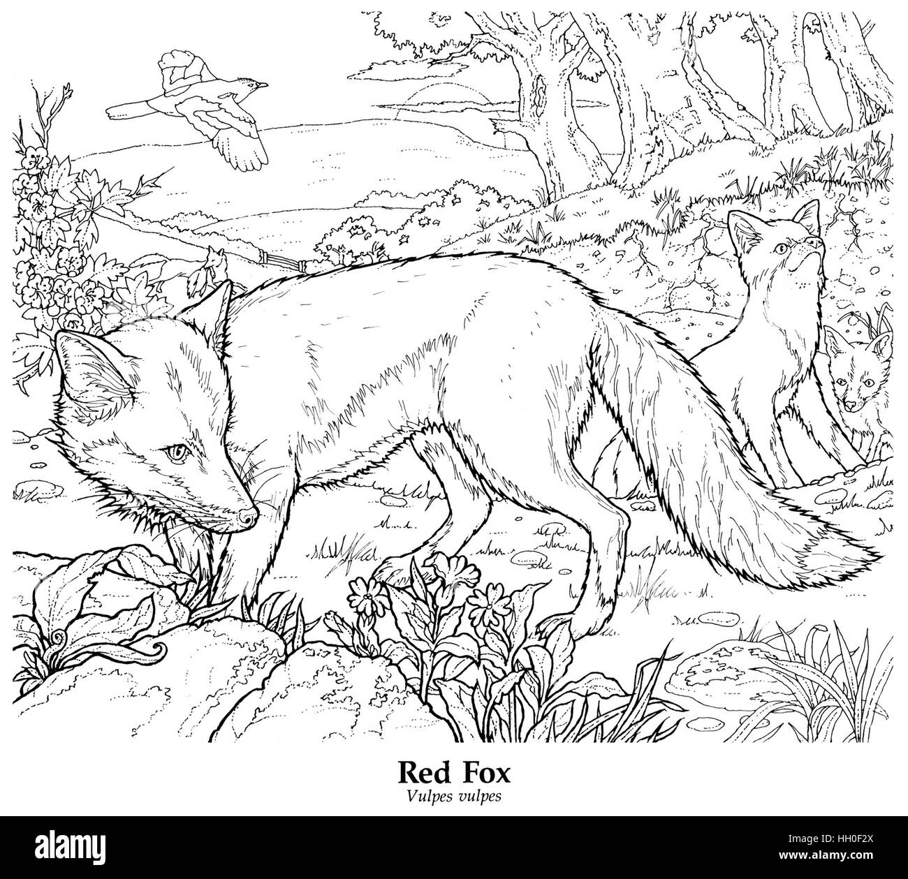 La Volpe rossa Vulpes vulpes. Diffusa residente britannico. Nero su bianco disegno della linea. Foto Stock La Volpe rossa Vulpes vulpes. Diffusa residente britannico. Nero su bianco disegno della linea. Foto Stock