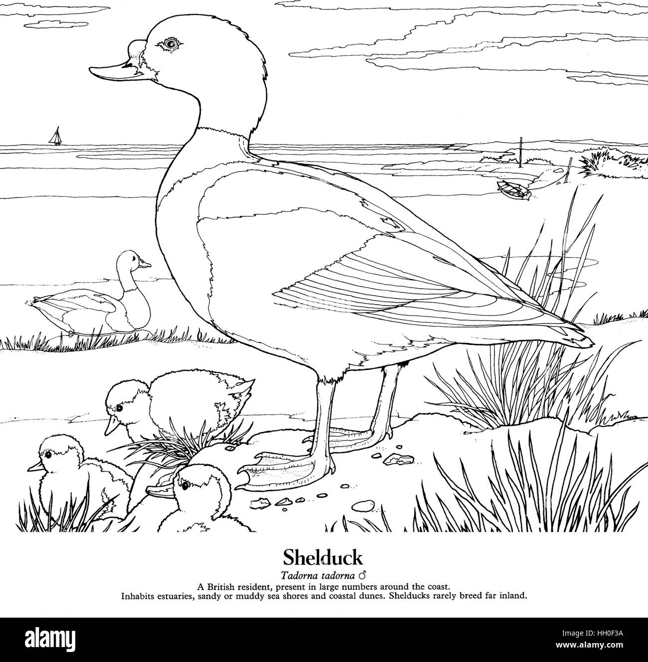 Shelduck Tadorna tadorna. Nero su bianco disegno della linea. Foto Stock Shelduck Tadorna tadorna. Nero su bianco disegno della linea. Foto Stock