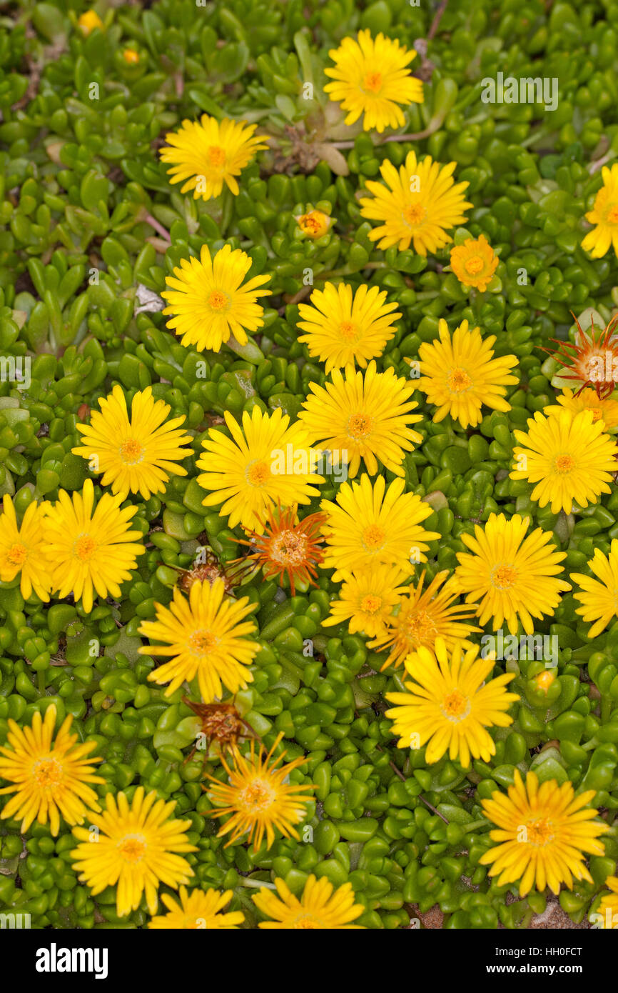 Lesotho-Mittagsblume, Lesotho-Stauden-Mittagsblume, Mittagsblume, Delosperma nubigenum, giallo impianto di ghiaccio Foto Stock